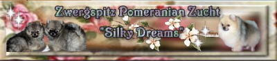Zwergspitze Silky Dreams